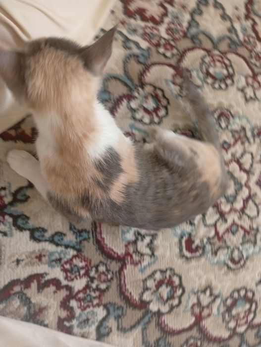 Отдаю котёнка бесплатно.