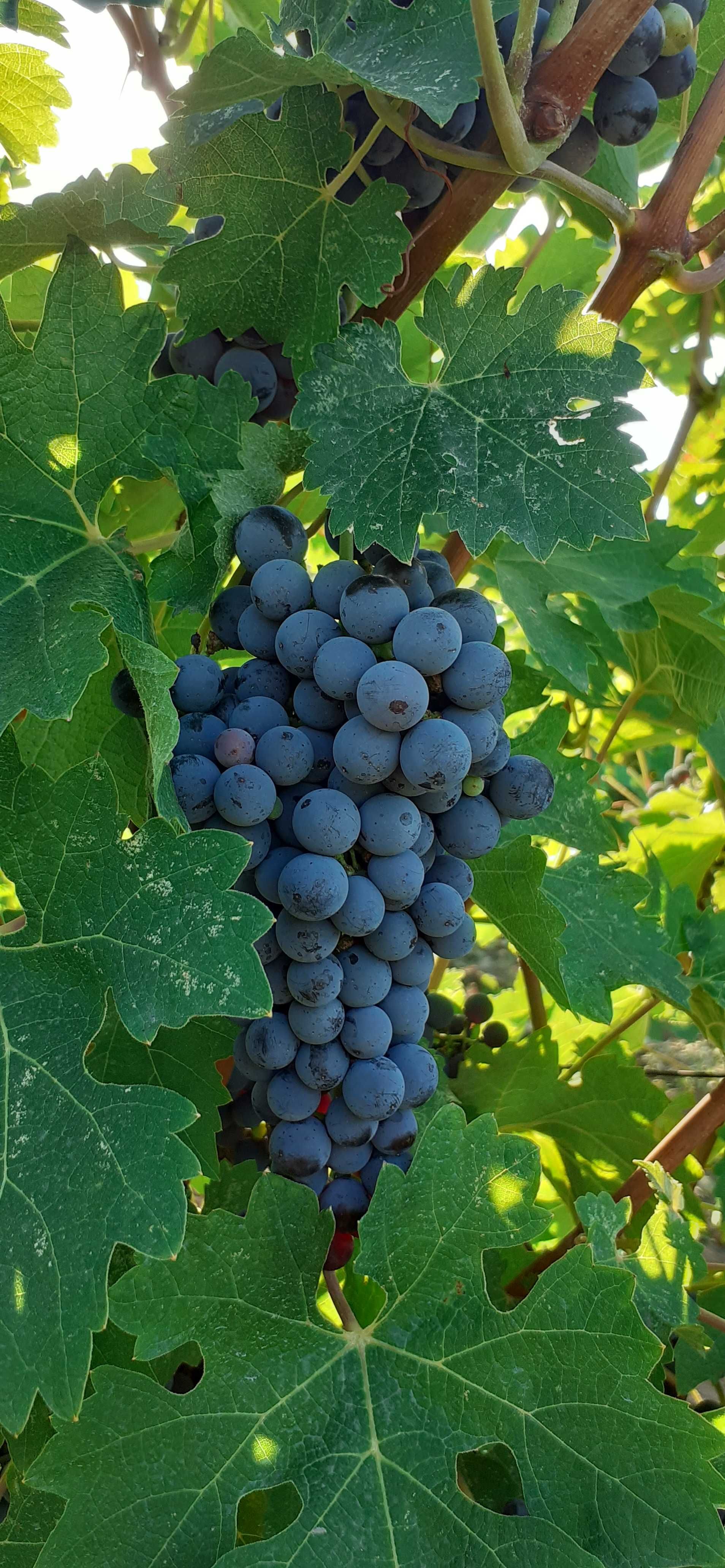 Vand struguri de vin excelenti