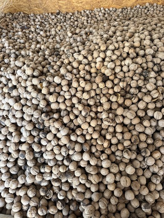 Орехи местные со своего сада