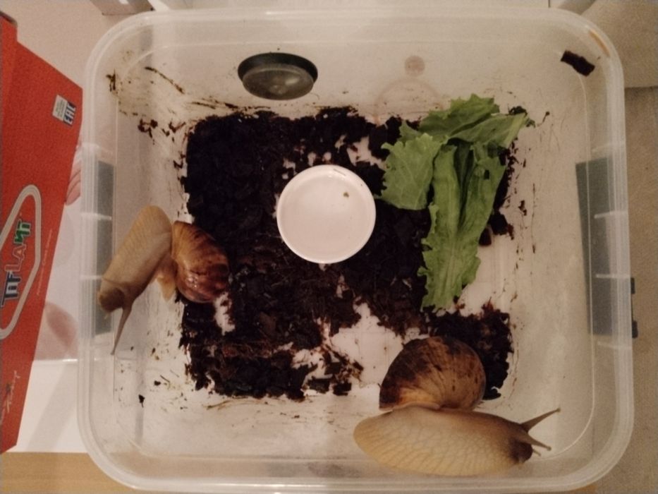 Две улитки, с террариумом миской и со всем остальным