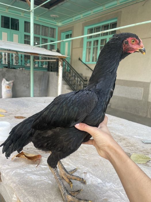 Дакан жожа макийон