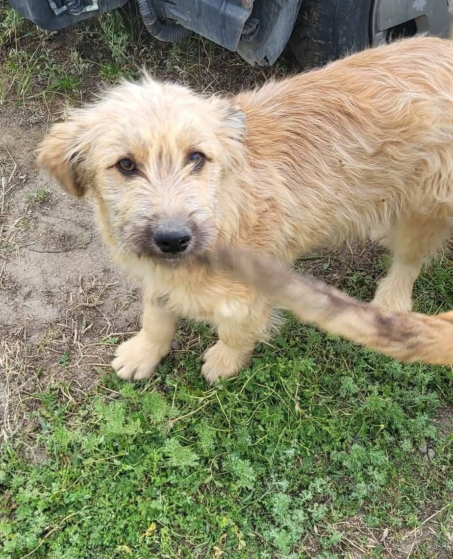Căutăm familii pentru 6 cățeluși abandonați