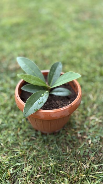 magnolie grandiflora