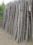 Vand pari, stalpi, spaliere