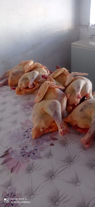 Индюшка 3500 за кг очень вкусная домашняя