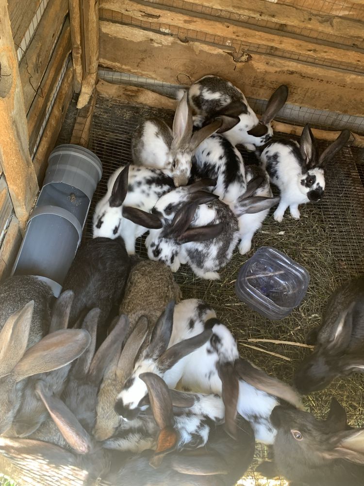 Продам кроликов и крольчат