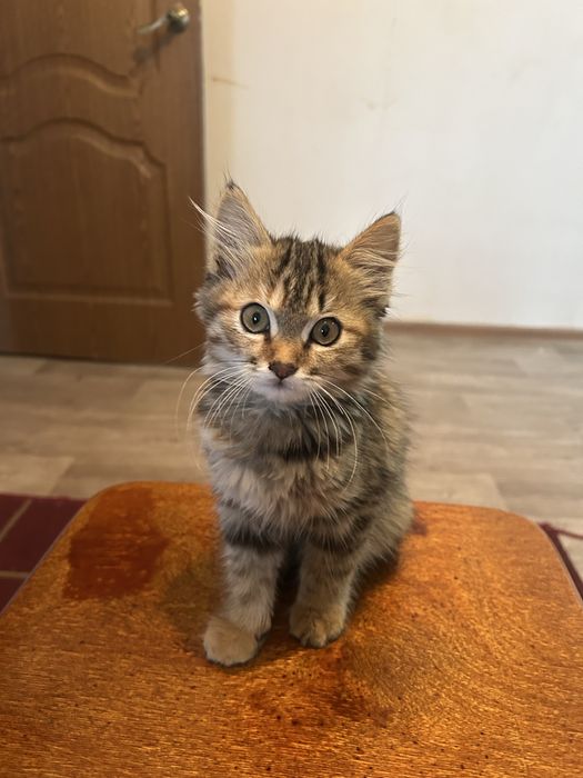 Котенок мальчик в добрые руки