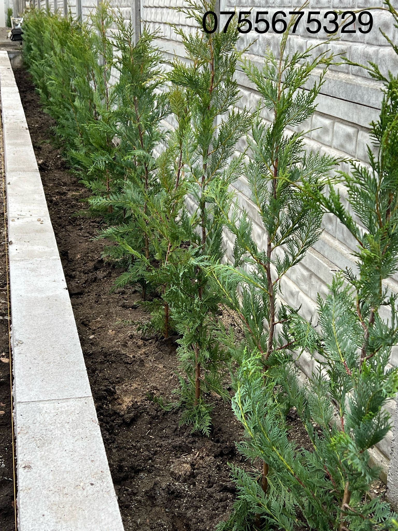 Vand plante si flori productie proprie
