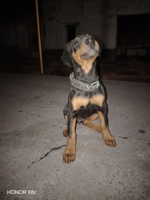Doberman toza zotdor
