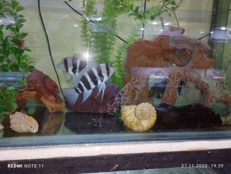 Akvariyum sotiladi kamplekt dekaratya hamma narsasi tayyor