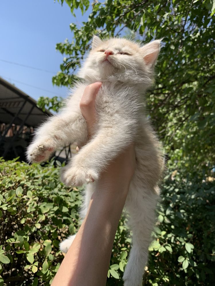 Котенок в добрые ответственные руки