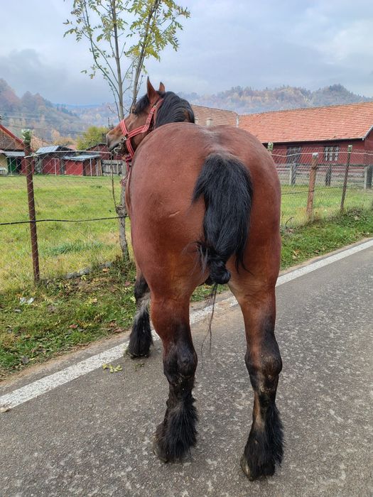 Armăsar 5 ani foarte blând