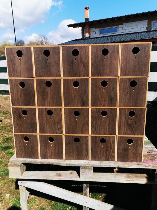 Cuiburi peruși kakariki cântărtori