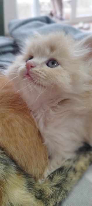 Кошка 3-та бита эркак 2-та киз зотли