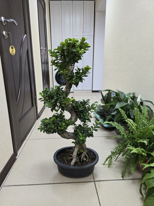 Продам комнатные цветы