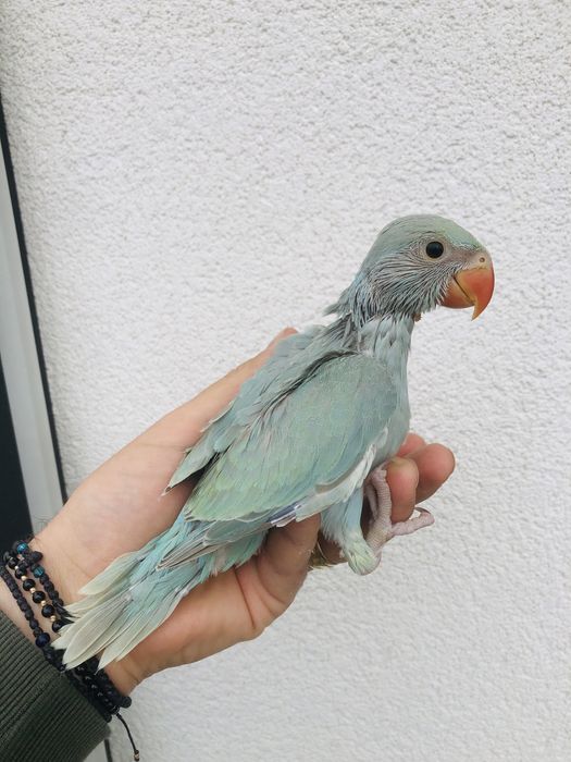 Papagali vorbitori pui blanzi Micul Alexandru Alexander