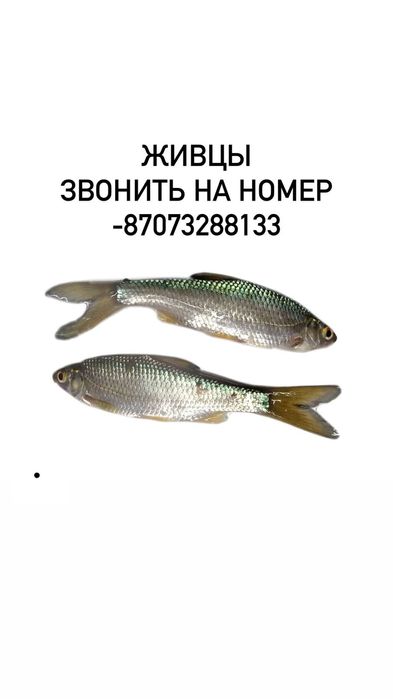 Живцы не дорого ,