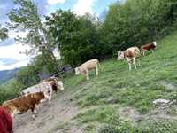 Vând vaci rasa bălțată românească