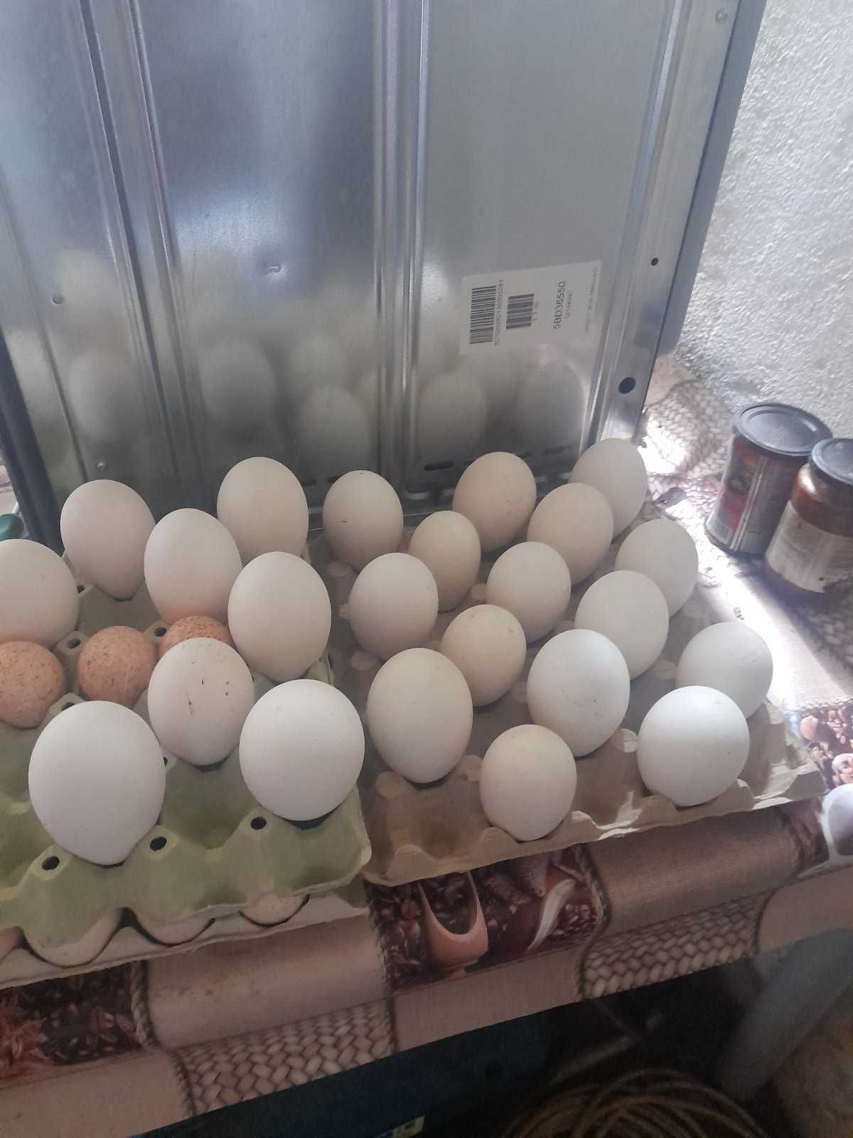 Яйца от гъска за Великден