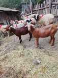Capre metis anglonubian