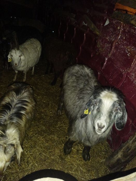 Продам ешкі 10г  (козы)