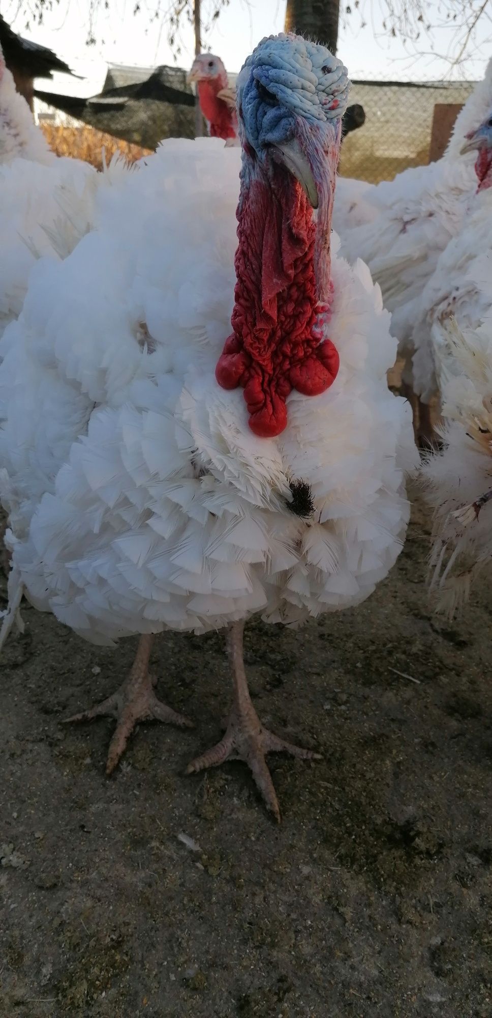 Curcani de casă crescuți natural