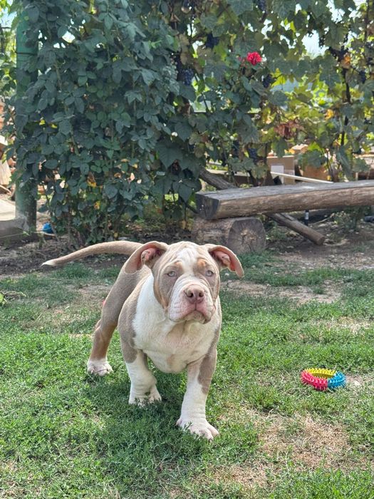 American Bully Pocket Abkc– Mascul, 4 luni, Pedigree