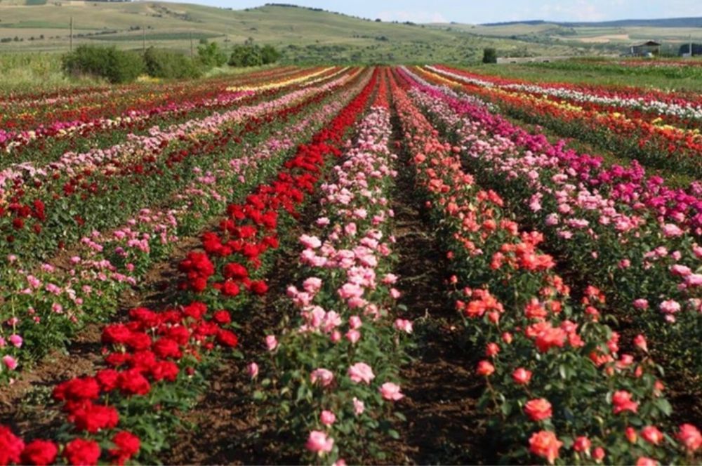 Butasi trandafiri urcatori/tufe