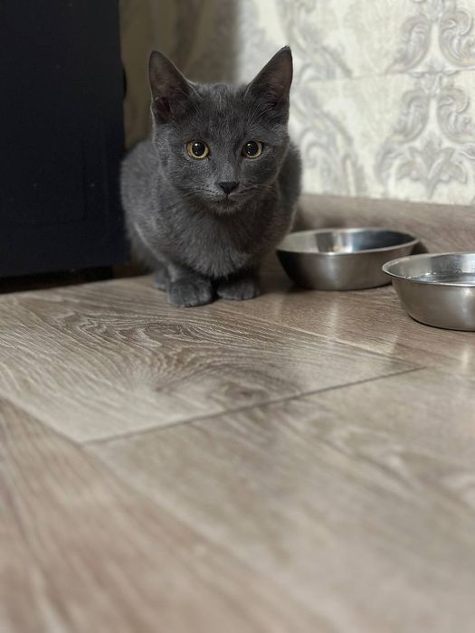Скотиш страйт . Scotish strayt