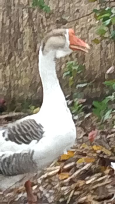 Gâște metis holmogor