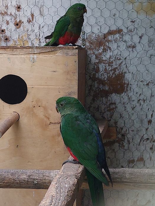 Papagali rege tineret