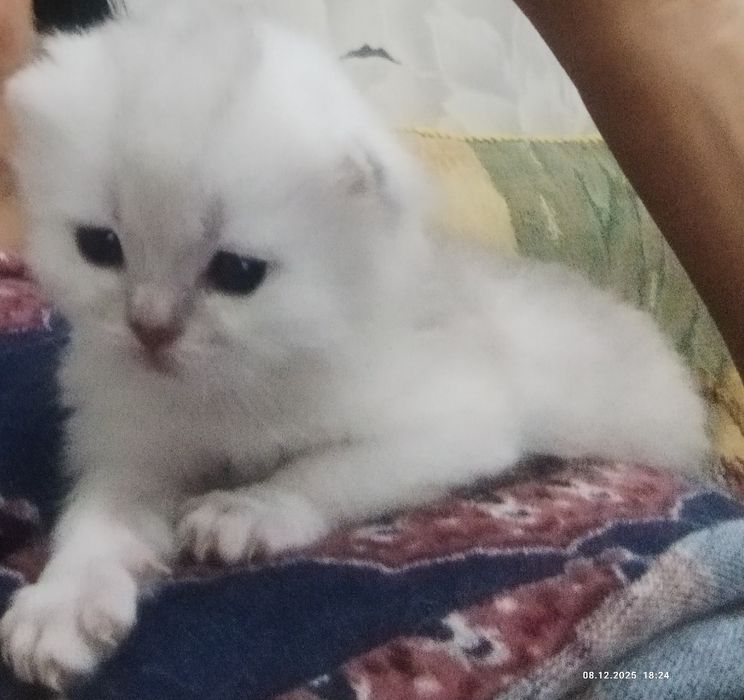 Готовяться к продаже котята золотая шиншилла