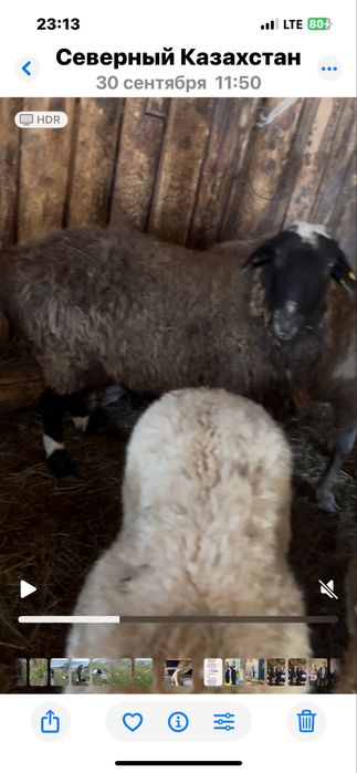 Продам овец, упитанные можно на развод