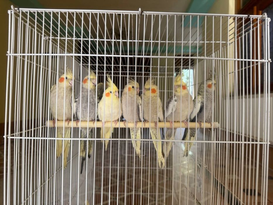 Корелла сотилади