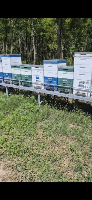 Vand remorca apicola modul