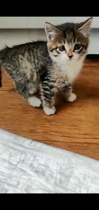 Сибирские котята