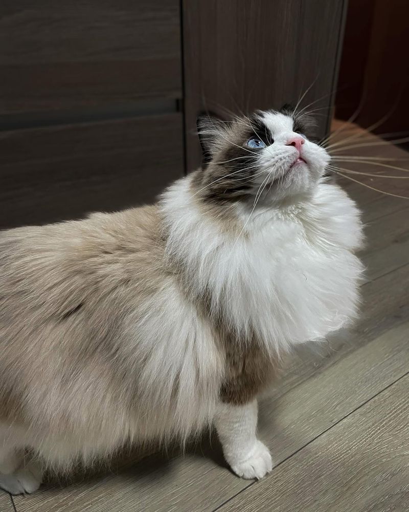 Мъжка Котка Рагдол