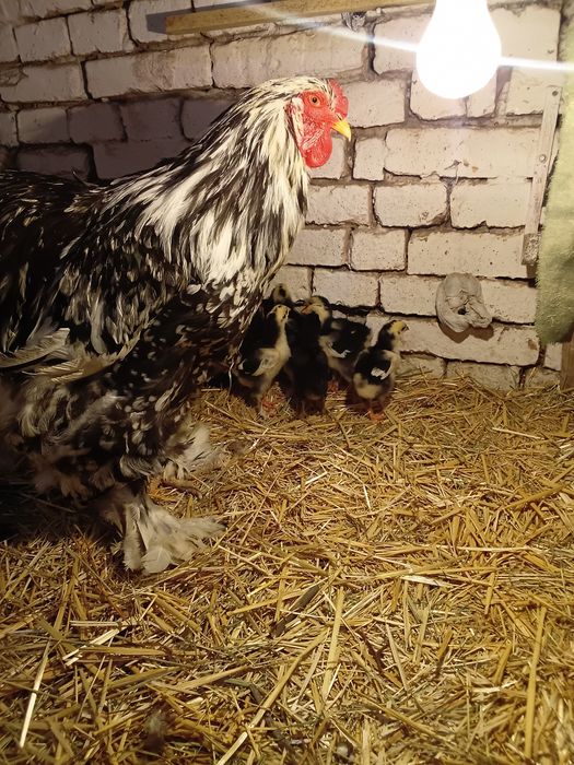 Брама жожалар ва она Товук ва жожалар сотилади кора Шахзола ва Брама М