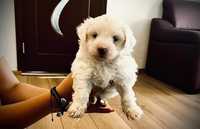 Pui Bichon Maltez