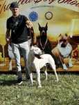 Mascul Dog Argentinian / Dogo Argentino