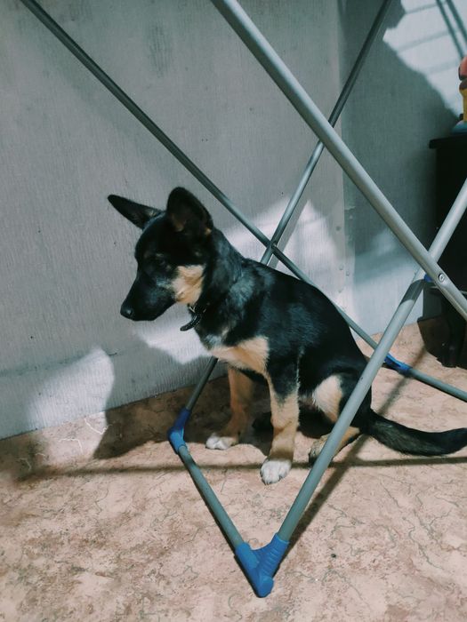 Отдам в добрые руки