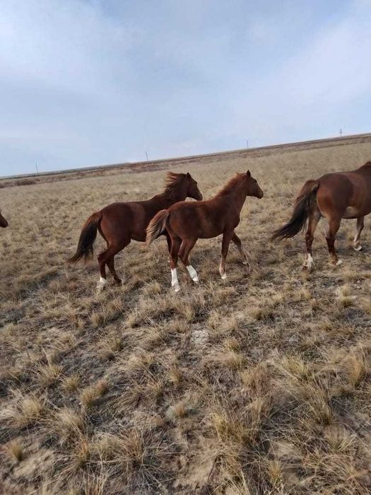 лошадьи  бие кулын тай