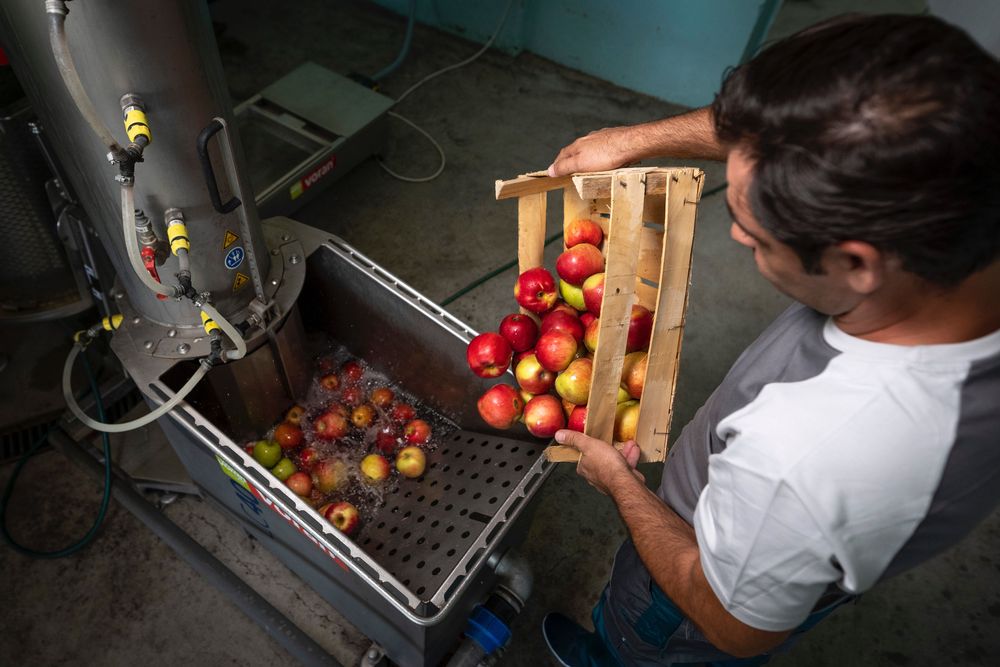 Presam mere si pere  - Facem sucuri naturale din fructele voastre