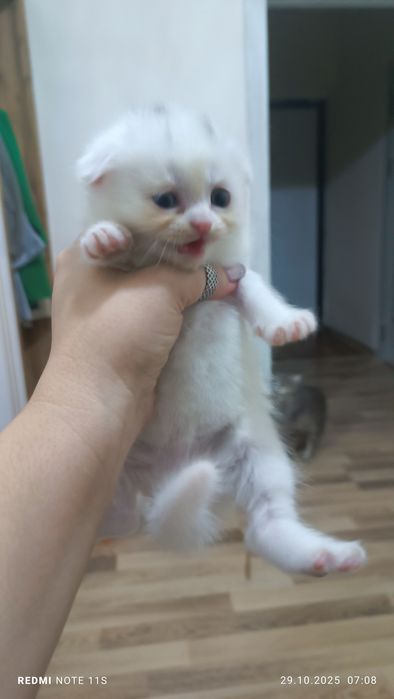 Продаются котята от правильной вязки