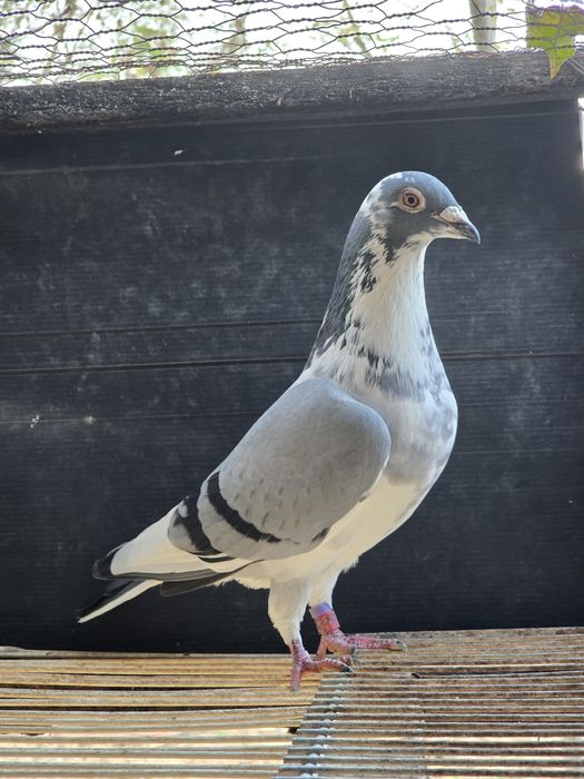 Vand Ceas Benzing G2 complet + zburati si de matca cu pedigree