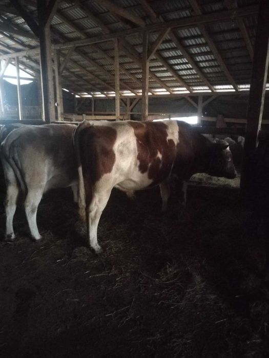 Taur de 4 ani aprox.700 kg