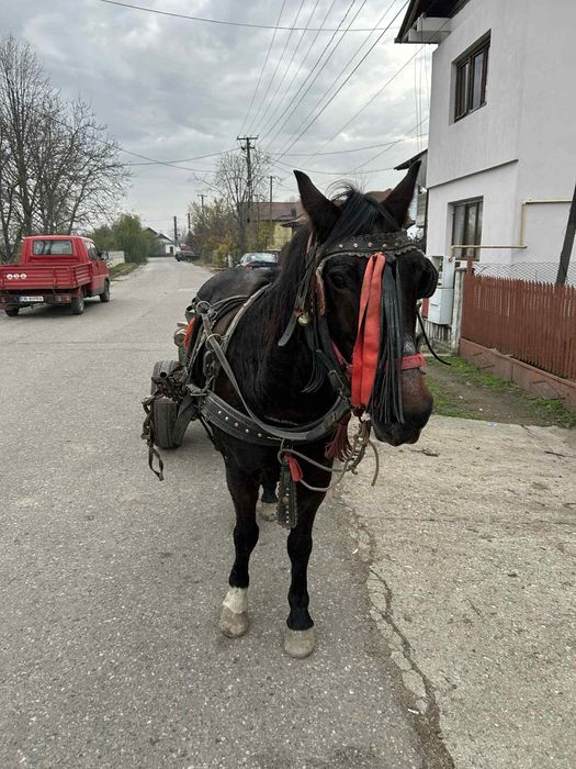 Vand cal vârstă 10 ani cuminte