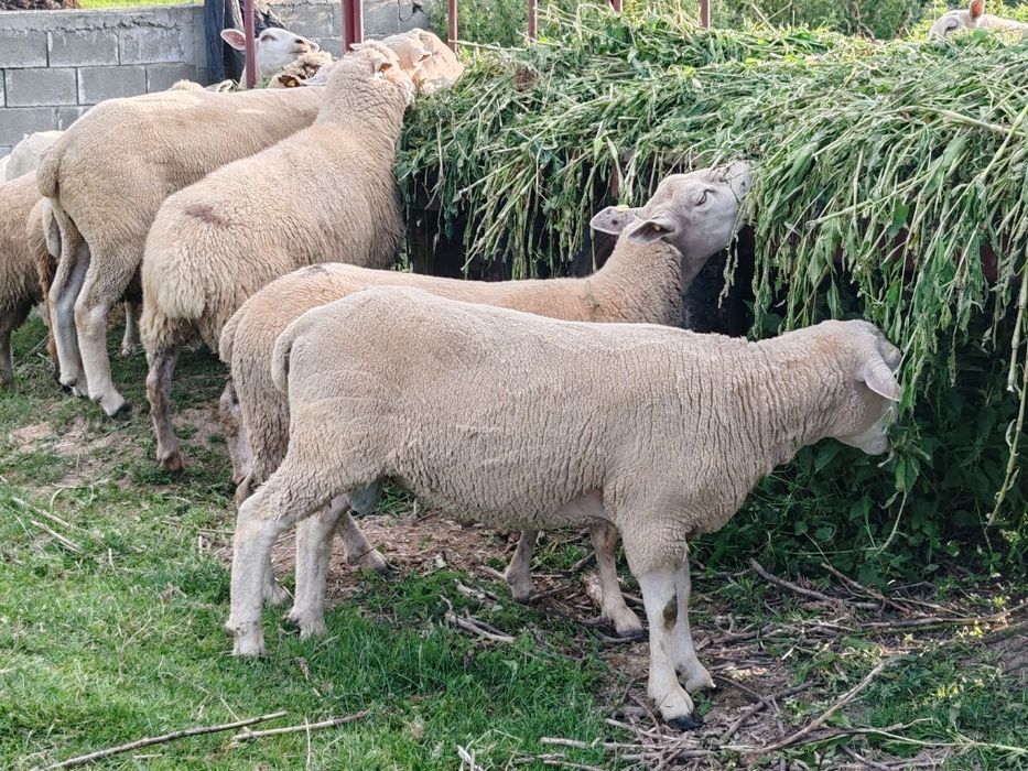 Vând berbeci rasa Texel
