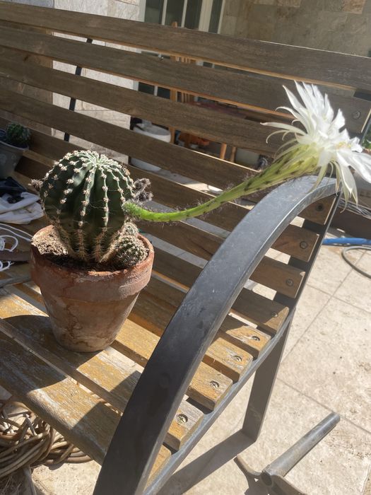 Различни кактуси в саксия по избор. Кактусите са цъфтящи.