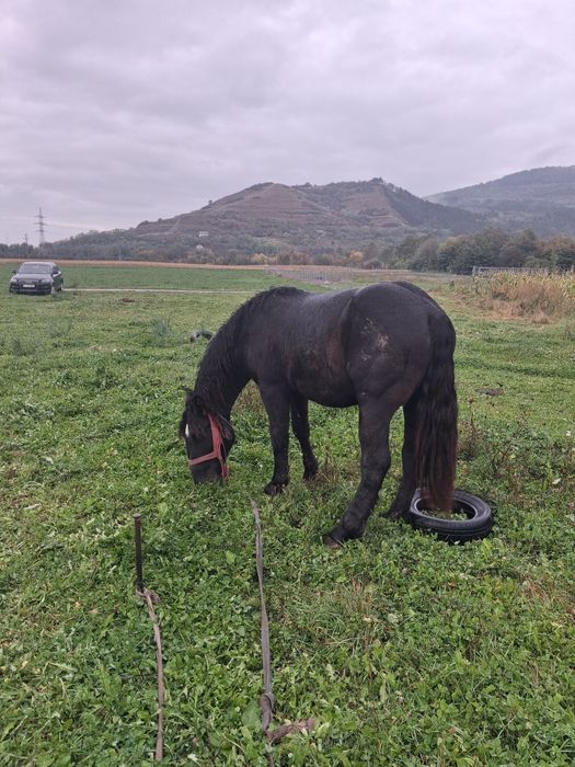 Manz greu de un an jumate